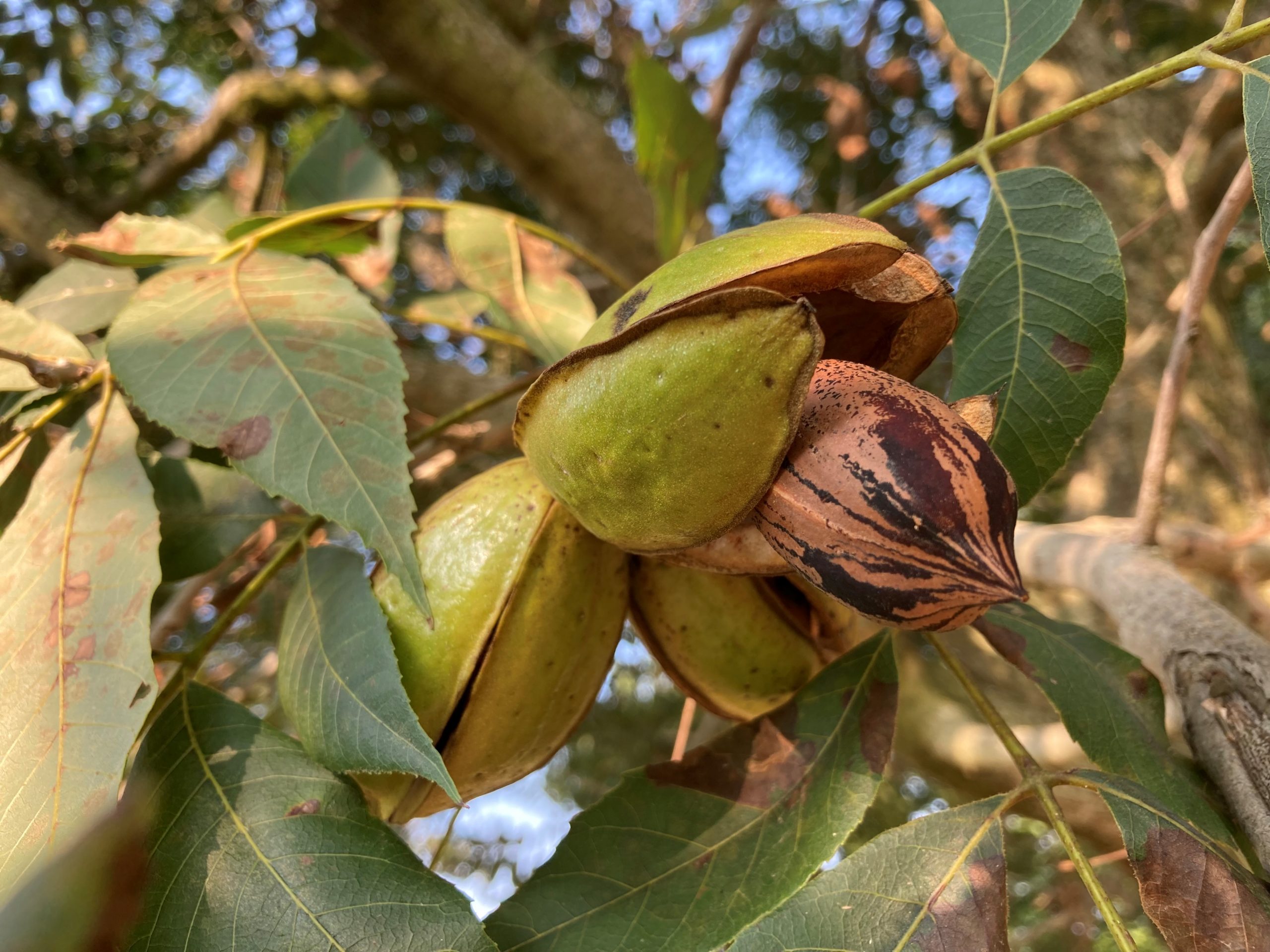 If Love Was a Gentle Thing — preview image