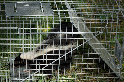 Trap — preview image